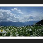 Frühling auf der Walder Alm/Tirol