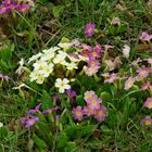 ...Frühling auf der Wiese