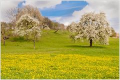 Frühling auf der Wiese