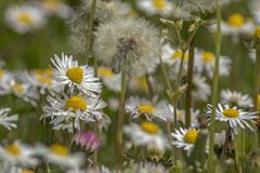 Frühling auf der Wiese