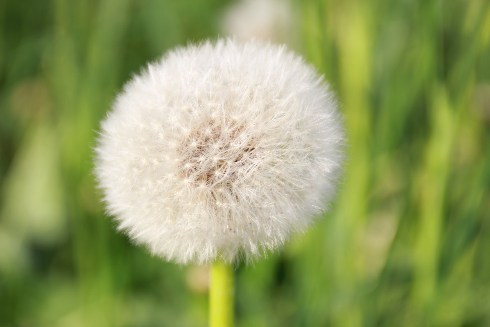 Frühling auf der Wiese