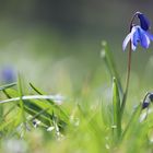 Frühling auf der Wiese, Frühblüher.