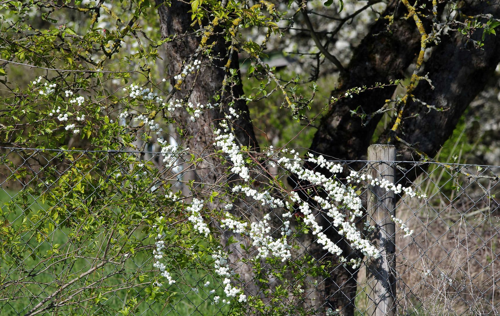 Frühling auf der Zeller Höhe