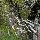 Frühling auf der Zeller Höhe