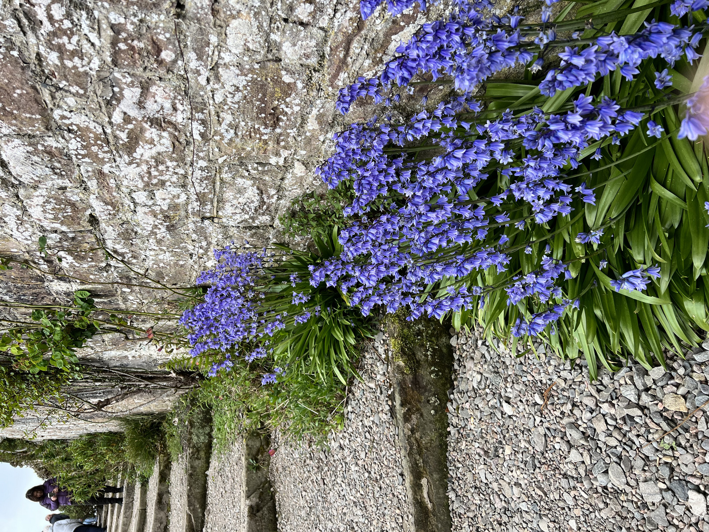Frühling auf Dunrobin Castle