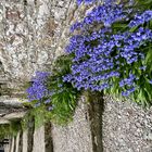 Frühling auf Dunrobin Castle