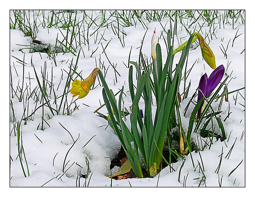 Frühling auf Eis