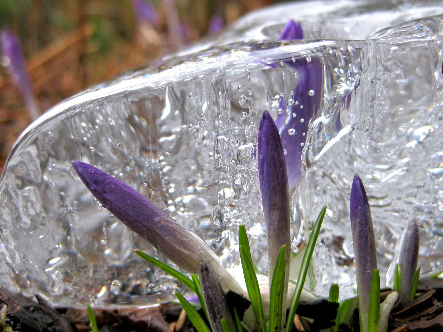 Frühling auf Eis