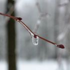 Frühling auf Eis