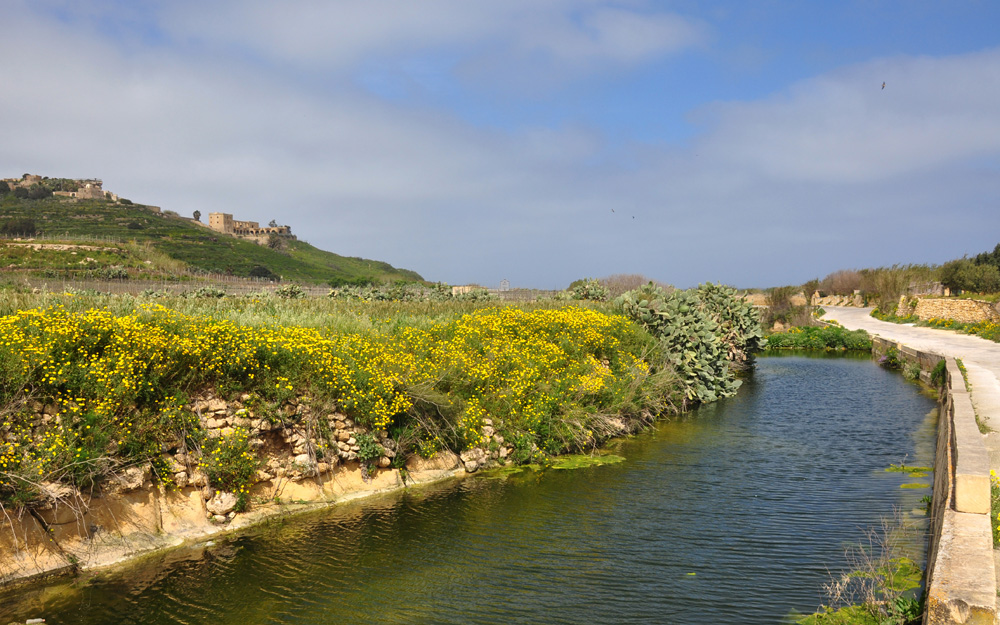 Frühling auf Gozo...