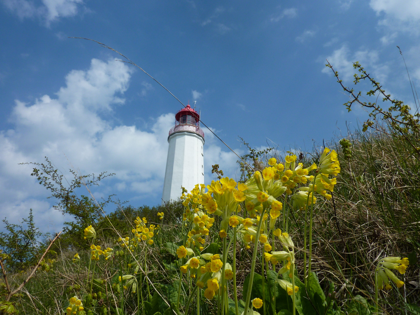 Frühling auf Hiddensee