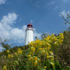 Frühling auf Hiddensee