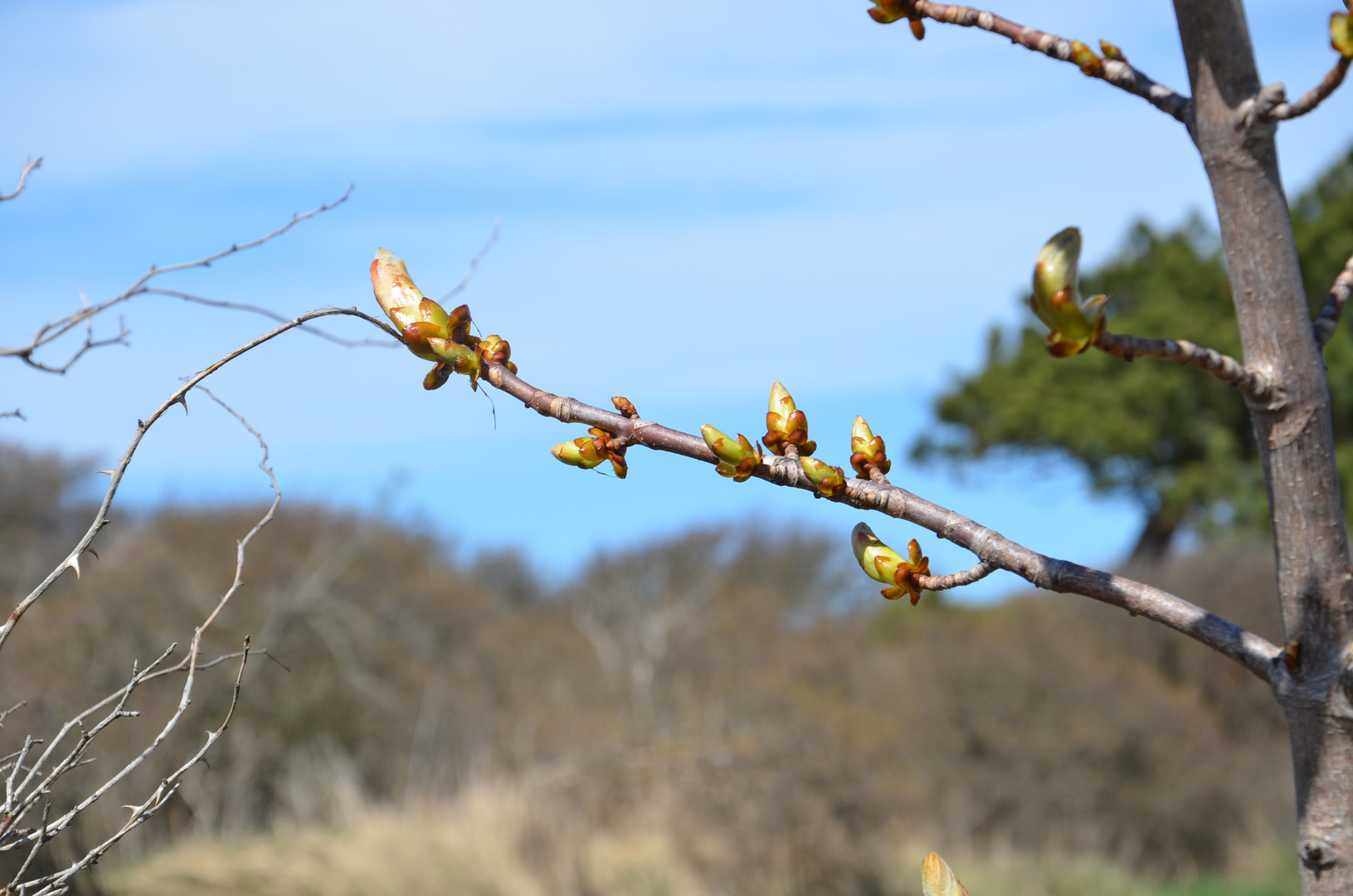 Frühling auf Hiddensee