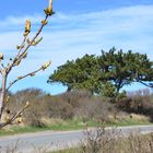 Frühling auf Hiddensee II