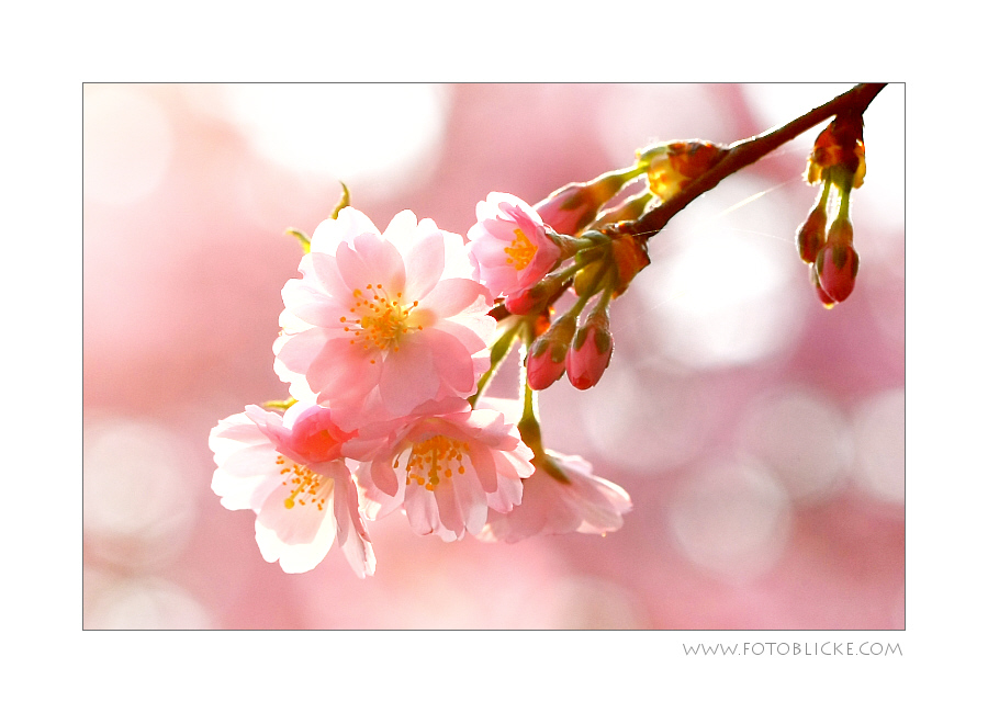 Frühling auf Japanisch