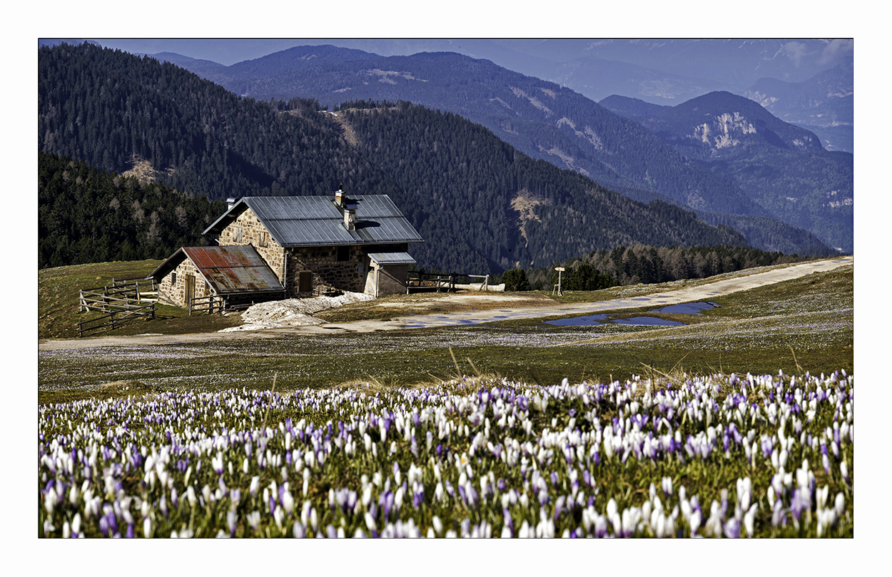 Frühling auf Jochgrimm