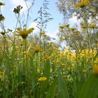 Frühling auf Korfu