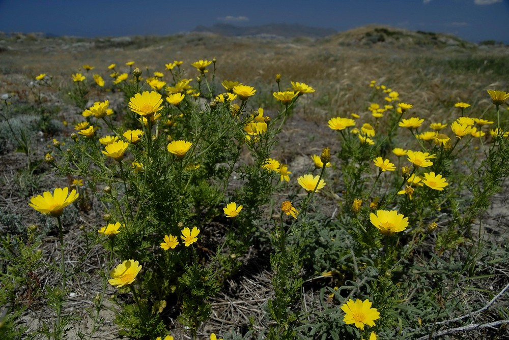 Frühling auf Kos