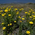 Frühling auf Kos