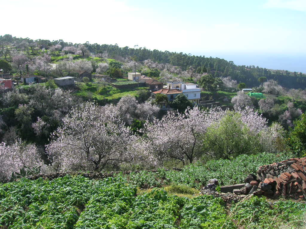 Frühling auf La Palma