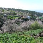 Frühling auf La Palma