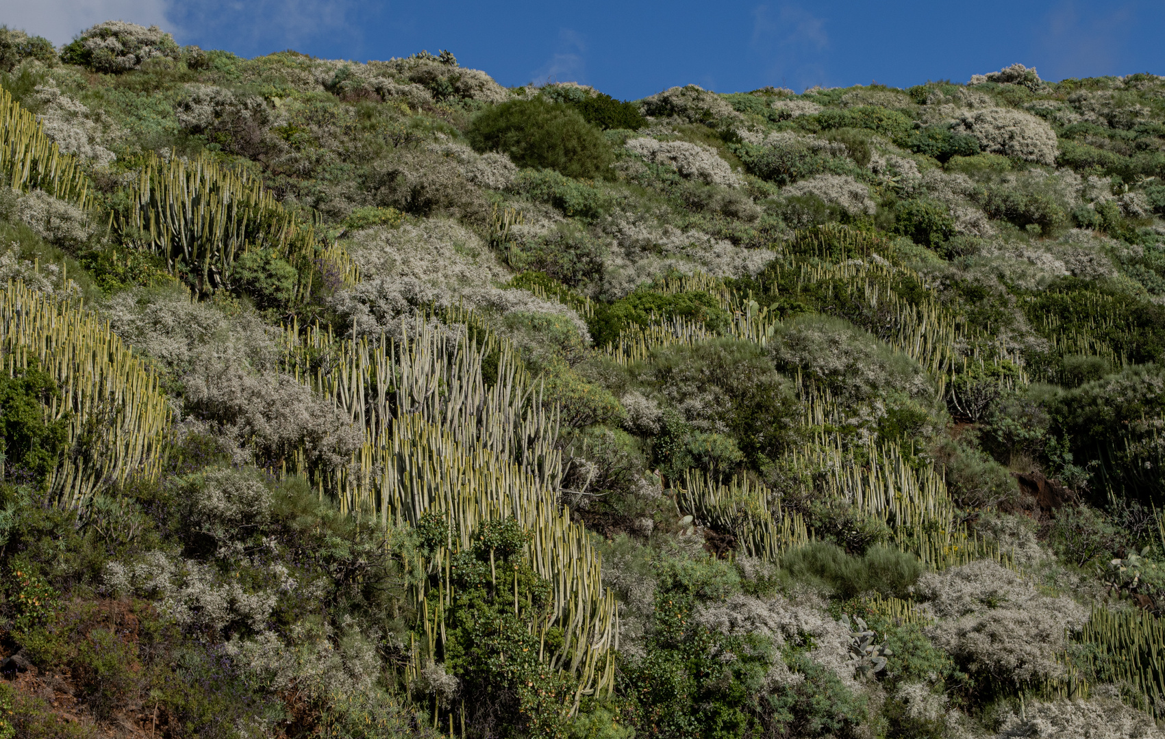 Frühling auf La Palma