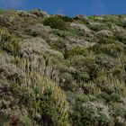 Frühling auf La Palma