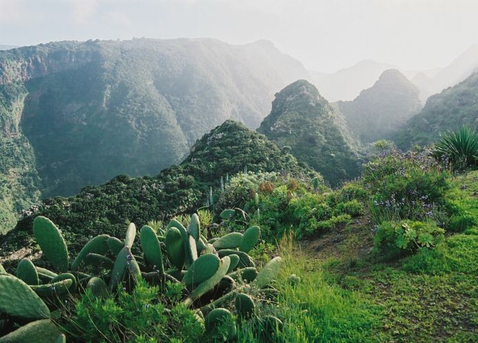 Frühling auf La Palma