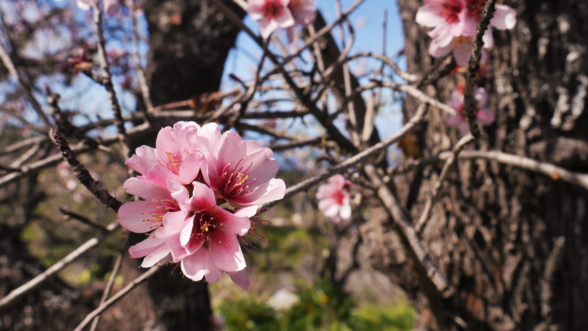 Frühling auf La Palma