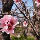 Frühling auf La Palma