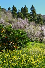 Frühling auf La Palma