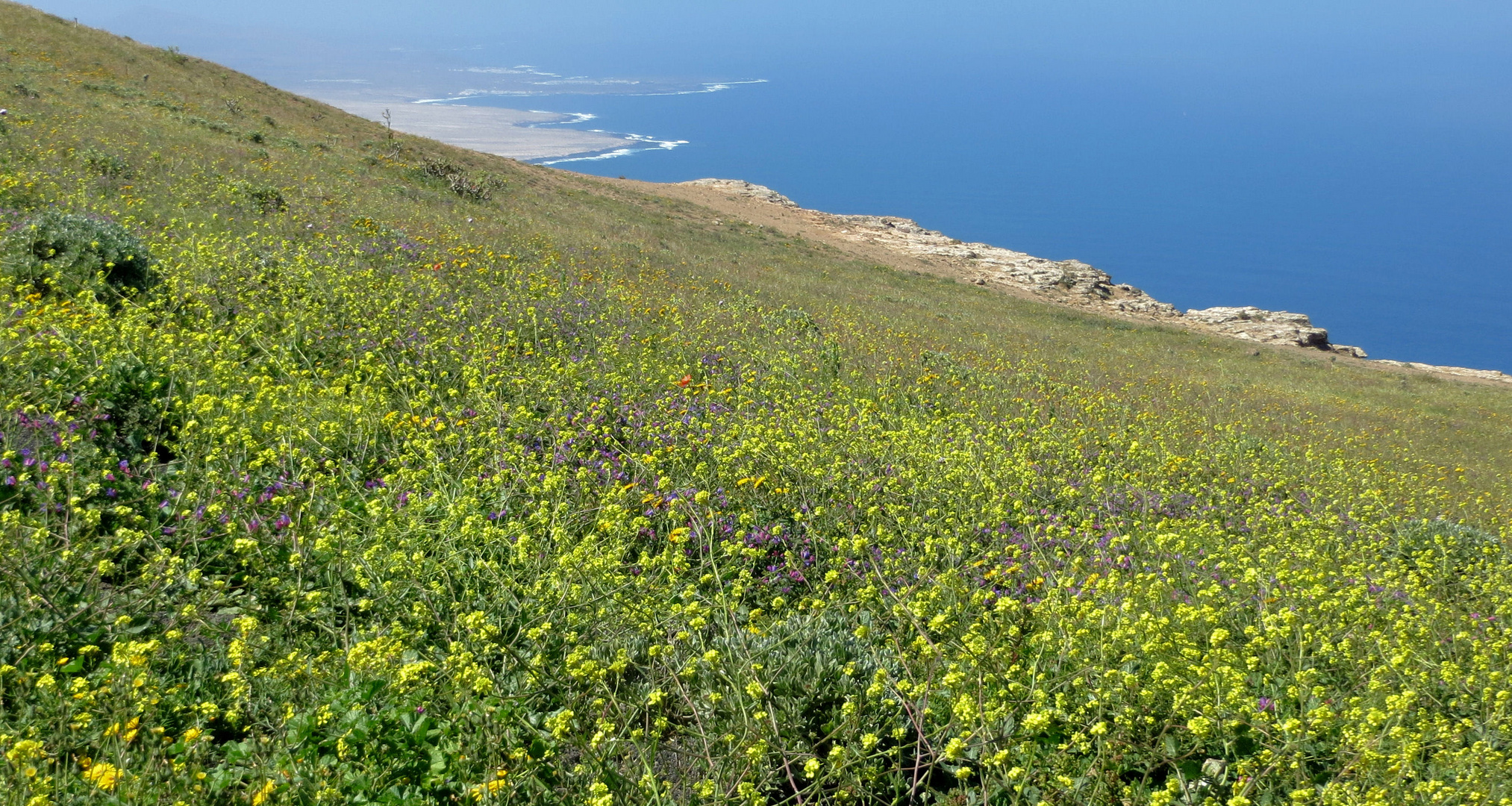 Frühling auf Lanzarote