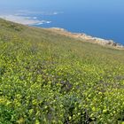 Frühling auf Lanzarote