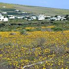 Frühling auf Lanzarote