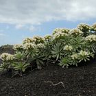 Frühling auf Lavagestein