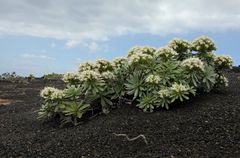 Frühling auf Lavagestein