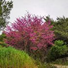 Frühling auf Lefkada, Griechenland