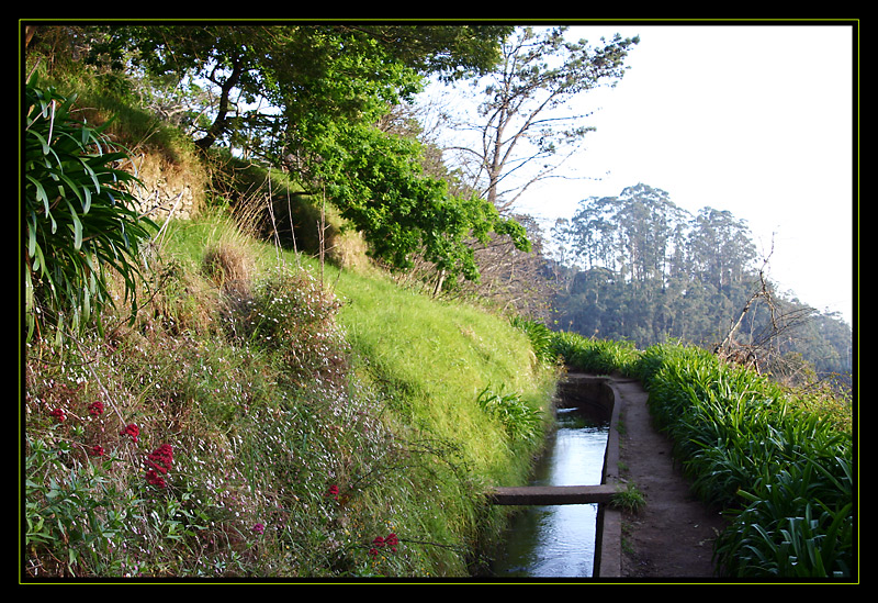 ~ Frühling auf Madeira ~