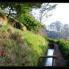 ~ Frühling auf Madeira ~