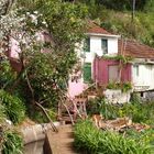 Frühling auf Madeira