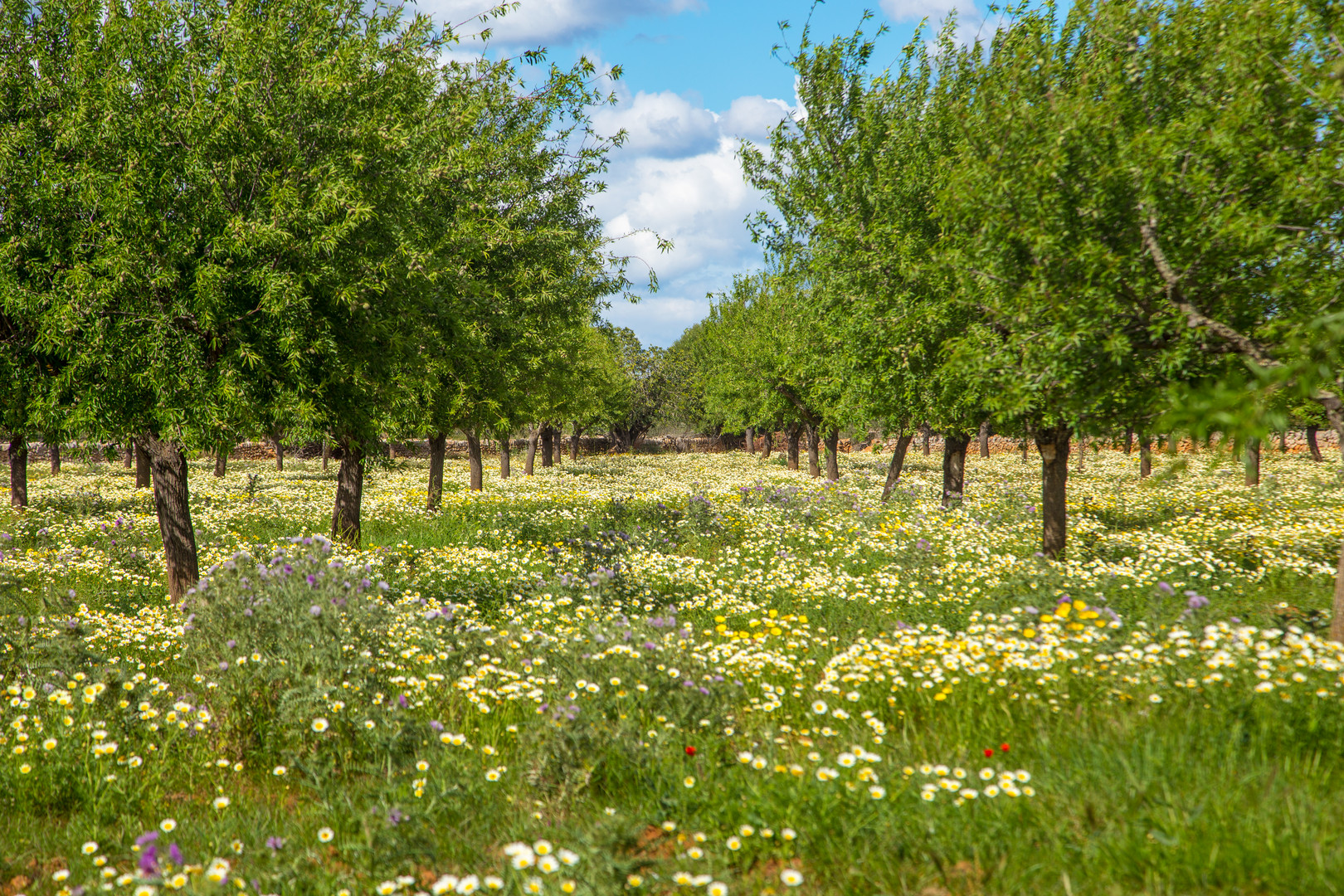 Frühling auf Mallora