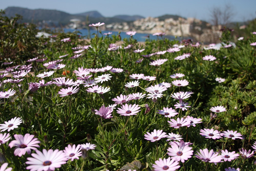 Frühling auf Mallorca