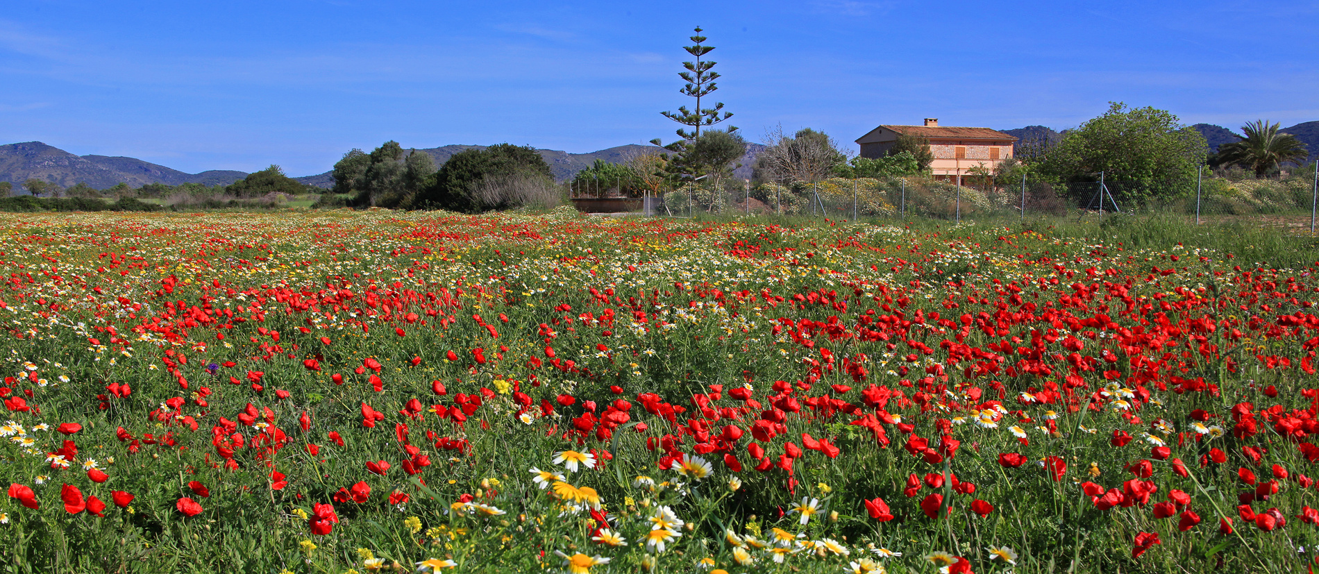 Frühling auf Mallorca