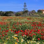 Frühling auf Mallorca