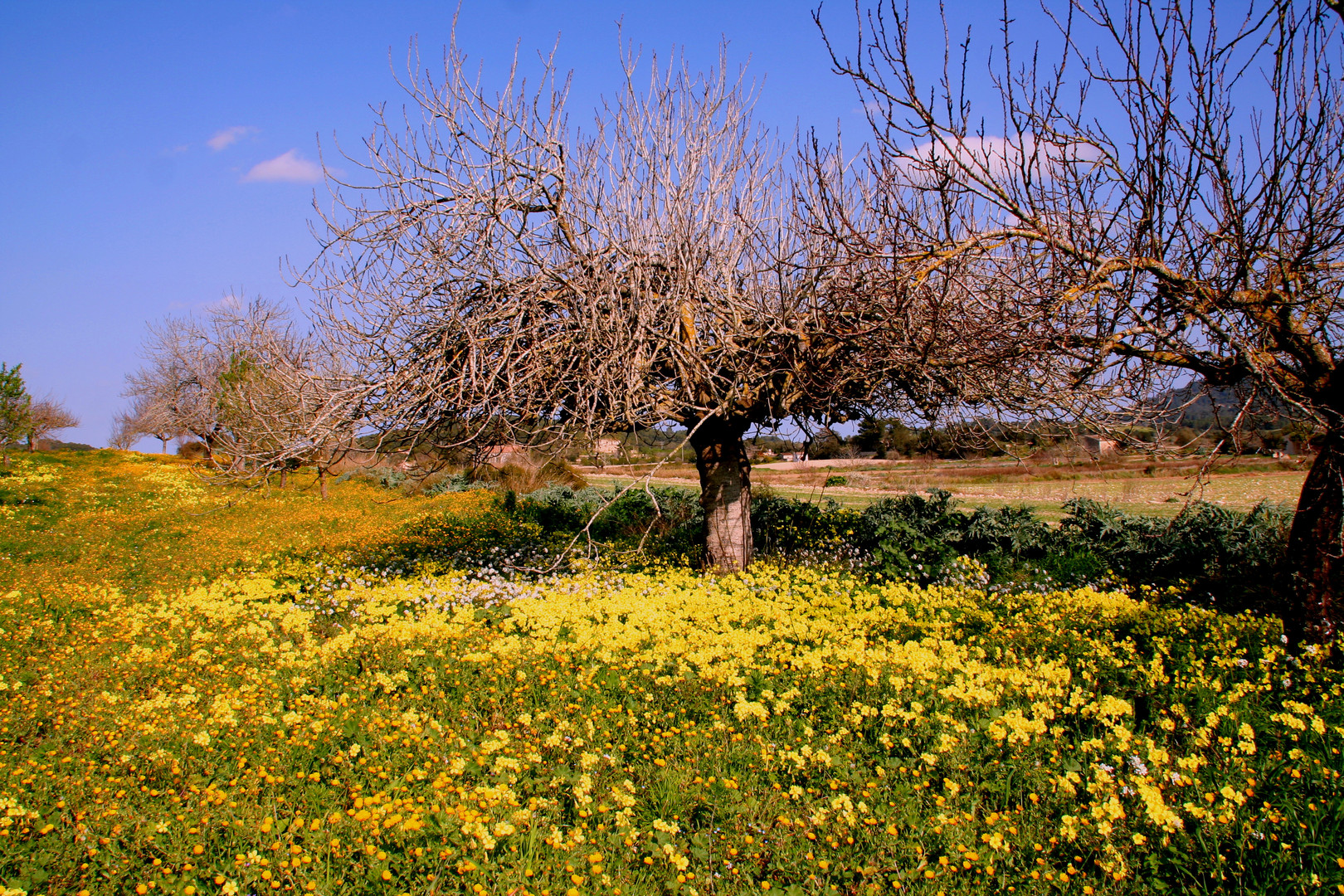 Frühling auf Mallorca 2