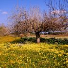 Frühling auf Mallorca 2