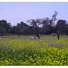 Frühling auf Mallorca