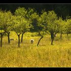 Frühling auf Mallorca