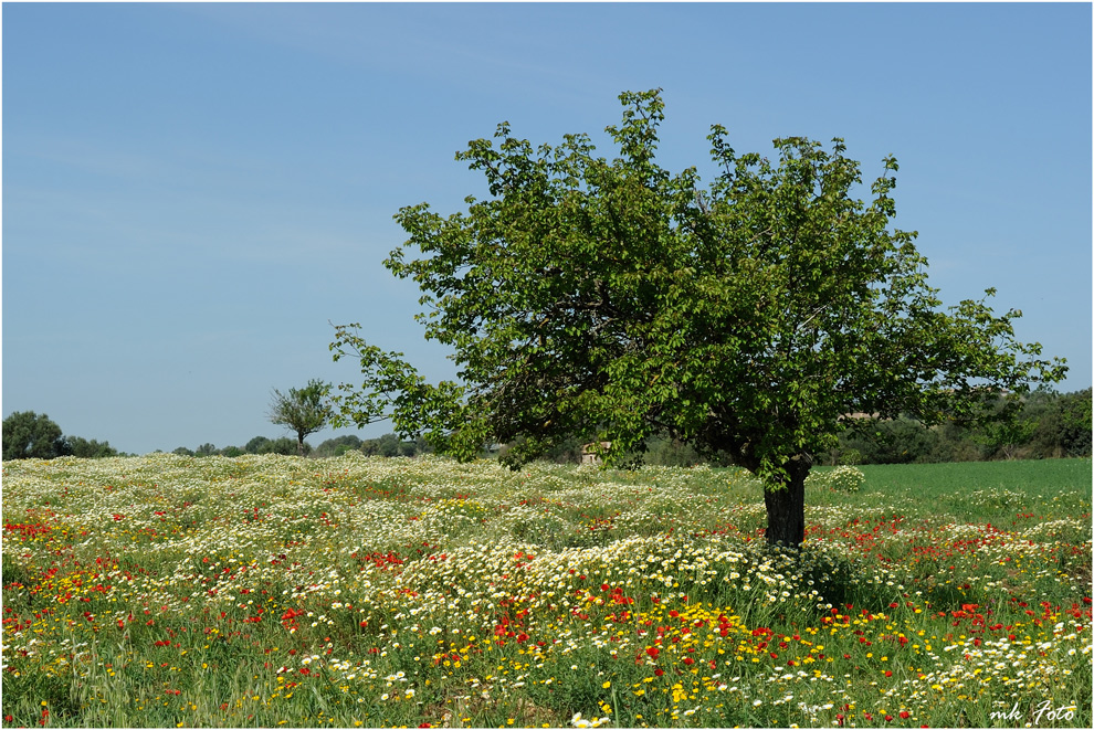 Frühling auf Mallorca