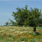 Frühling auf Mallorca